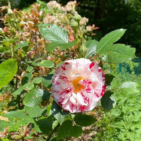 Bed and breakfast Le Moulin Bleu 3*